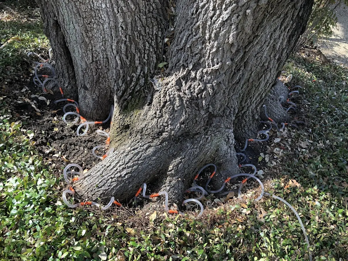 Detailed Tree Cabling and Bracing job site in Guinda