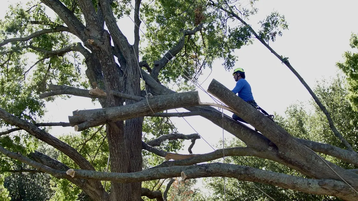 Professional Crown Thinning performed by certified arborists in Guinda