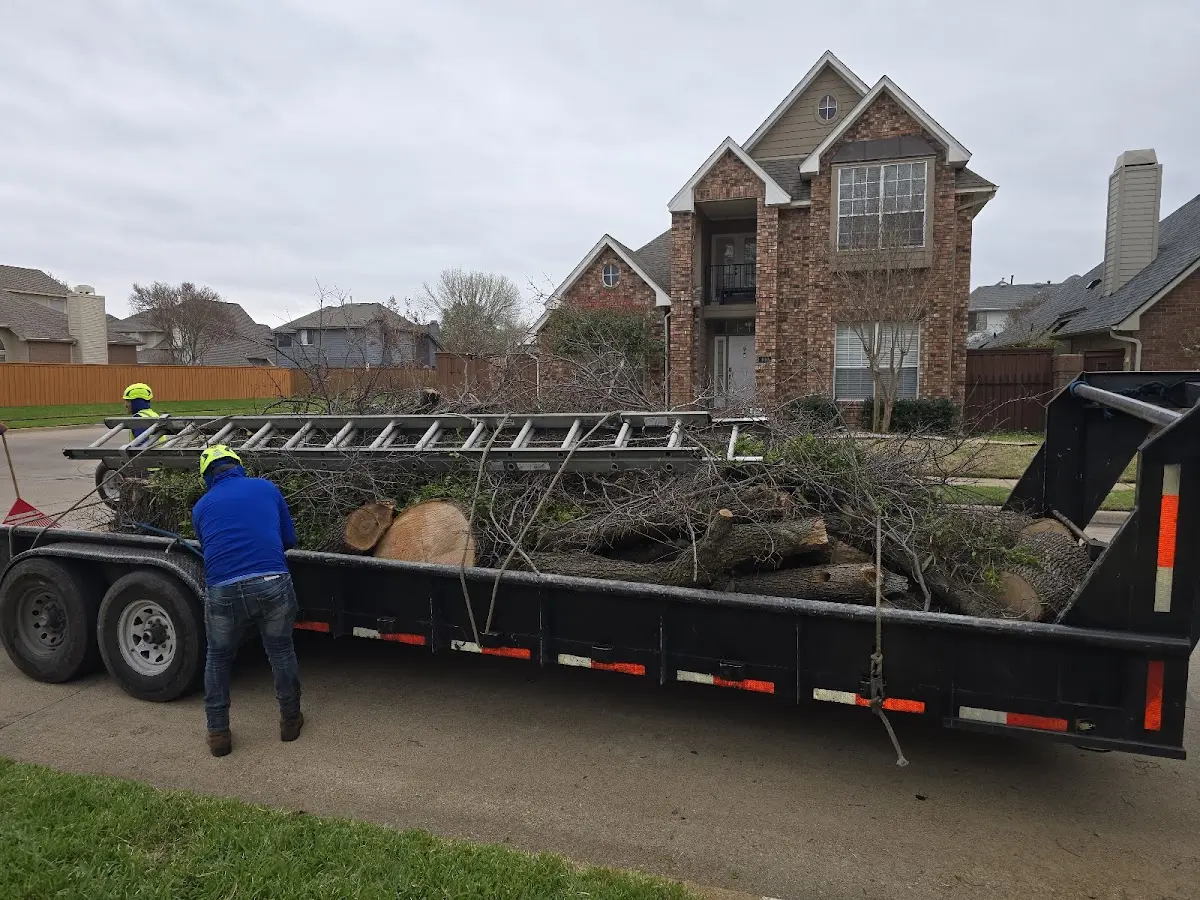 Expert Tree Removal with proper safety equipment in Guinda